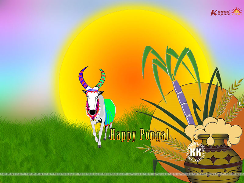 Different religions, Full-screen wallpapers of Tamil festival, Pongal